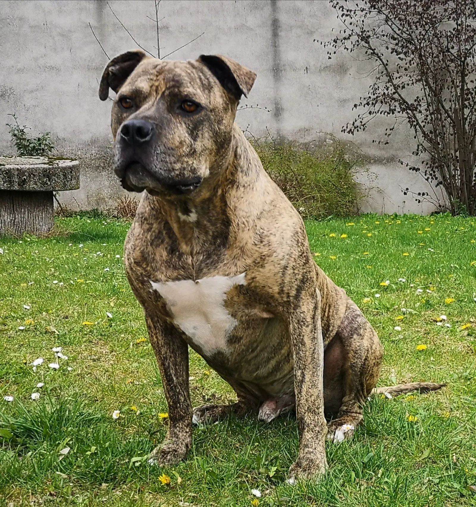 Jazz, der Hund von TowFlix